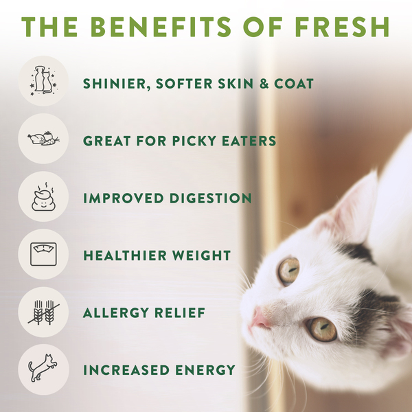 Freshpet Select Refrigerated Cat Food Chicken Beef Pate 16 oz