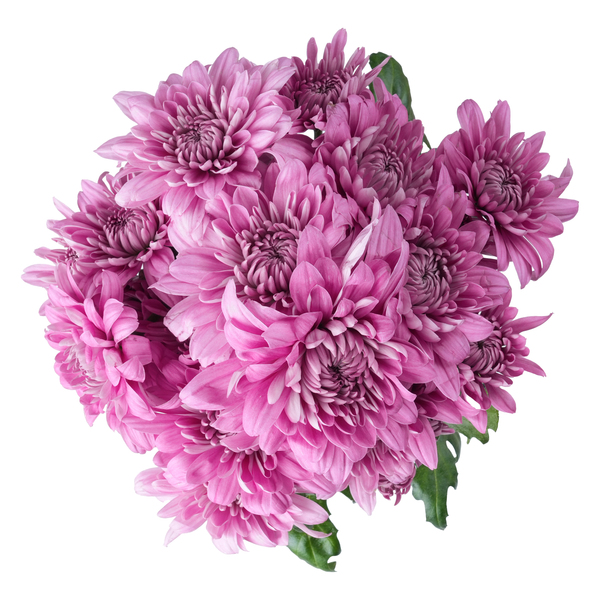 ContentPlus Image 1