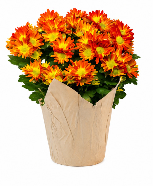 ContentPlus Image 3