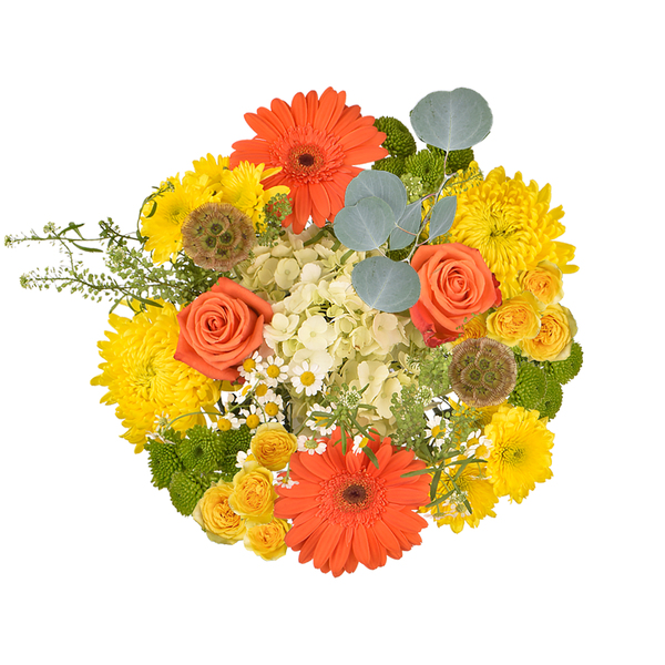 ContentPlus Image 1