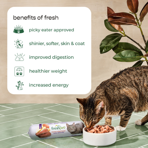 Pet fresh cat food cheap