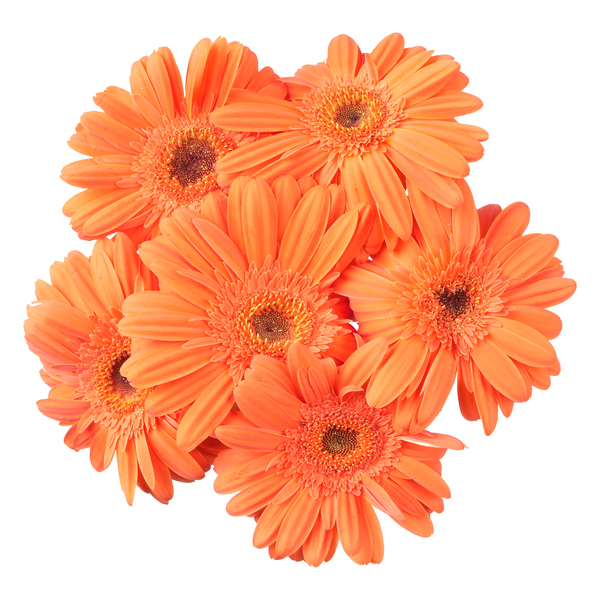 ContentPlus Image 1