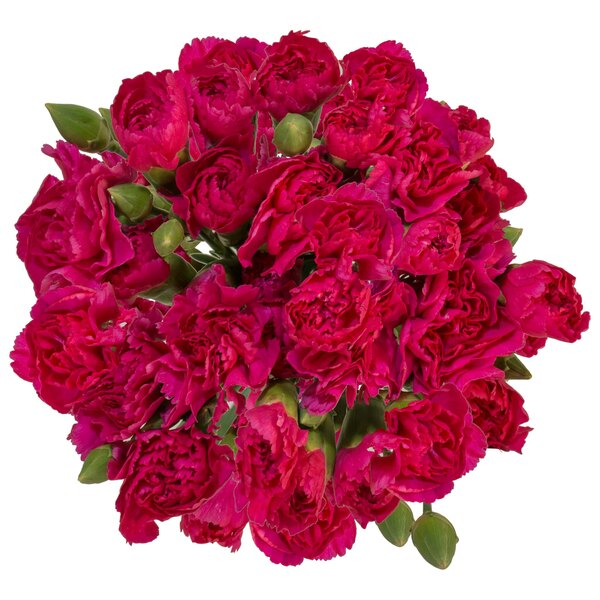 ContentPlus Image 1