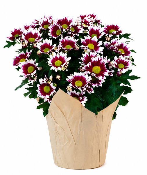 ContentPlus Image 1