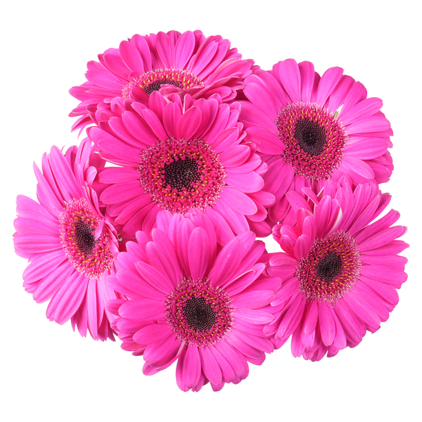 ContentPlus Image 1