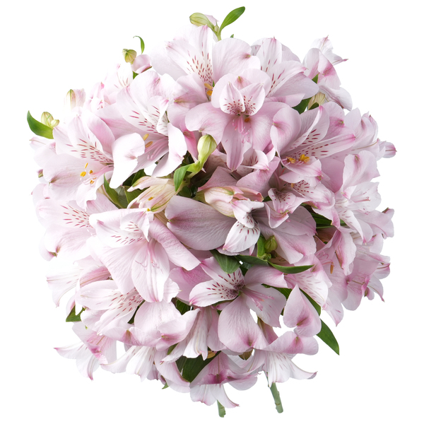 ContentPlus Image 1