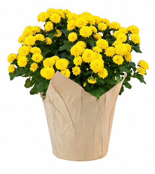 ContentPlus Image 2