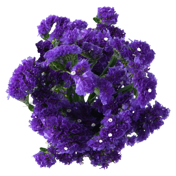 ContentPlus Image 1