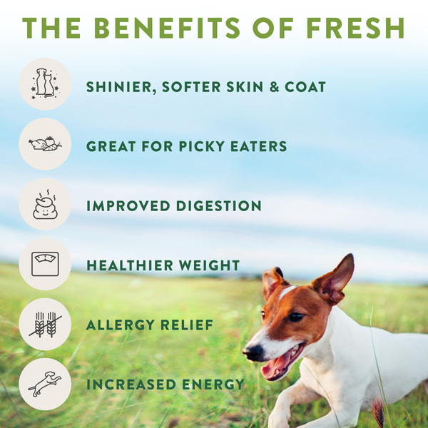 Freshpet dog top joy chicken treats