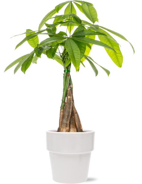 ContentPlus Image 1