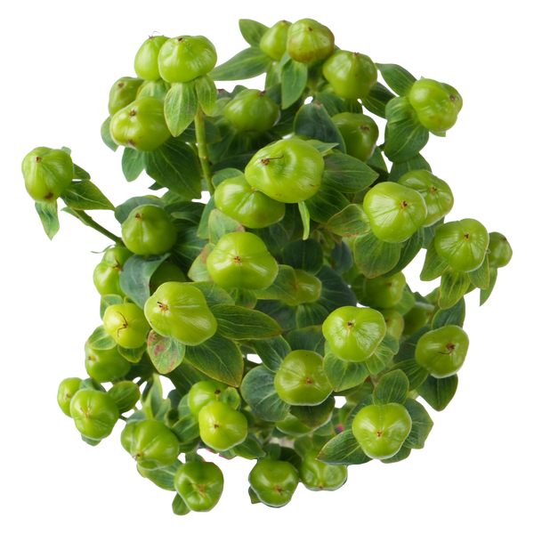 ContentPlus Image 1