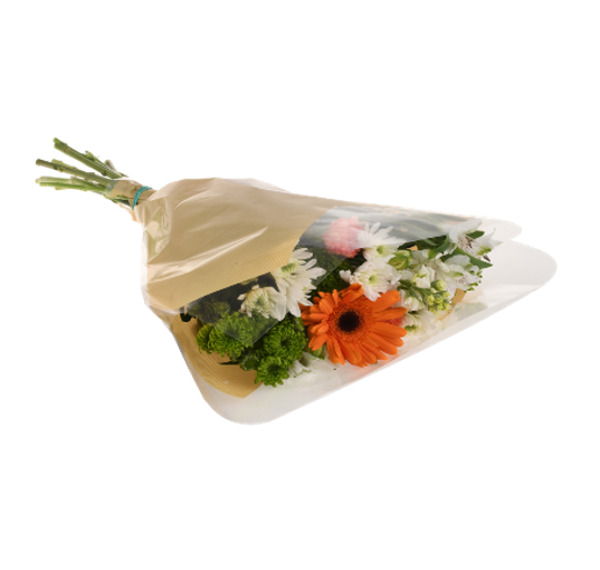 ContentPlus Image 2