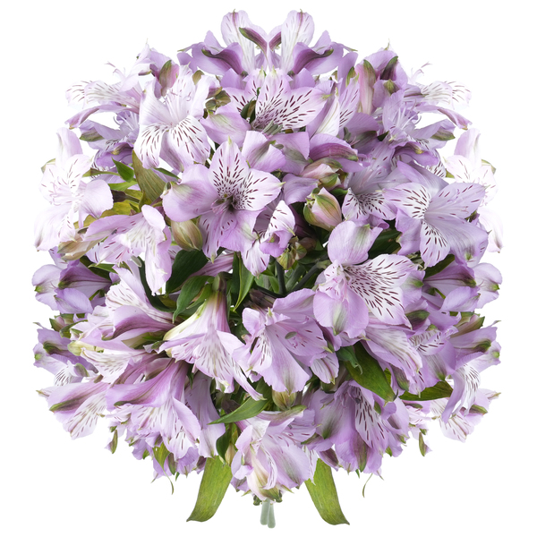 ContentPlus Image 1