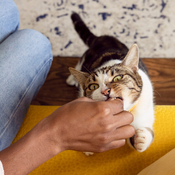 ContentPlus Image 4