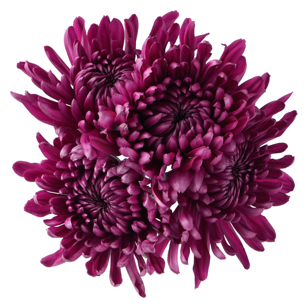 ContentPlus Image 1